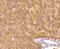 Caspase 1 antibody, NBP2-67487, Novus Biologicals, Immunohistochemistry paraffin image 