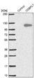 Oxysterol Binding Protein Like 7 antibody, NBP1-81054, Novus Biologicals, Western Blot image 