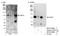 Ubiquitin Specific Peptidase 33 antibody, NB110-40693, Novus Biologicals, Western Blot image 