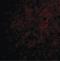C1q And TNF Related 6 antibody, LS-B468, Lifespan Biosciences, Immunofluorescence image 