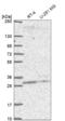 Pleckstrin Homology Domain Containing B2 antibody, NBP2-68994, Novus Biologicals, Western Blot image 