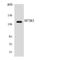 SAP130 antibody, LS-C200658, Lifespan Biosciences, Western Blot image 