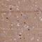 Anoctamin 3 antibody, NBP1-88546, Novus Biologicals, Immunohistochemistry frozen image 