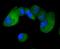 Interferon Regulatory Factor 3 antibody, NBP2-67741, Novus Biologicals, Immunofluorescence image 