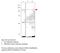 Phosphodiesterase 10A antibody, MBS540678, MyBioSource, Western Blot image 