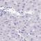 Transmembrane And Coiled-Coil Domains 5A antibody, NBP2-34166, Novus Biologicals, Immunohistochemistry frozen image 