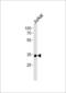 Small Nuclear RNA Activating Complex Polypeptide 2 antibody, LS-C161340, Lifespan Biosciences, Western Blot image 