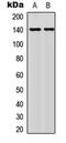 Nuclear Factor Of Activated T Cells 4 antibody, abx121444, Abbexa, Western Blot image 