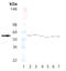 Prolyl 4-Hydroxylase Subunit Beta antibody, ADI-SPA-891-J, Enzo Life Sciences, Western Blot image 
