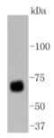 Yes Associated Protein 1 antibody, NBP2-67467, Novus Biologicals, Western Blot image 