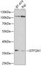 General Transcription Factor IIA Subunit 1 antibody, GTX33231, GeneTex, Western Blot image 