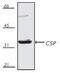 DnaJ Heat Shock Protein Family (Hsp40) Member C5 antibody, A04220, Boster Biological Technology, Western Blot image 