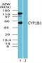 Cytochrome P450 Family 1 Subfamily B Member 1 antibody, NBP2-50551, Novus Biologicals, Western Blot image 