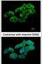 Ubiquitin Associated And SH3 Domain Containing A antibody, PA5-30713, Invitrogen Antibodies, Immunofluorescence image 