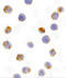 Activation Induced Cytidine Deaminase antibody, 3091, ProSci Inc, Immunocytochemistry image 