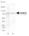 FA Complementation Group C antibody, NBP1-18979, Novus Biologicals, Western Blot image 