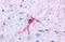 G Protein-Coupled Receptor 37 antibody, NLS131, Novus Biologicals, Immunohistochemistry paraffin image 