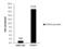 Poly(ADP-Ribose) Polymerase 1 antibody, GTX100573, GeneTex, Chromatin Immunoprecipitation image 