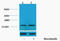 Histone Cluster 1 H1 Family Member A antibody, STJ97184, St John