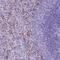 Leucine Zipper Like Transcription Regulator 1 antibody, NBP2-49649, Novus Biologicals, Immunohistochemistry frozen image 
