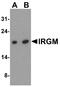 Immunity Related GTPase M antibody, A03614, Boster Biological Technology, Western Blot image 