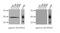 Protein Phosphatase 2 Catalytic Subunit Alpha antibody, MA5-18072, Invitrogen Antibodies, Western Blot image 