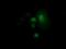 Rho Family GTPase 1 antibody, NBP2-03000, Novus Biologicals, Immunocytochemistry image 