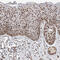 HESX Homeobox 1 antibody, HPA024187, Atlas Antibodies, Immunohistochemistry frozen image 