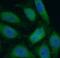 Phosphatidylinositol 3-kinase regulatory subunit alpha antibody, FNab06422, FineTest, Immunofluorescence image 