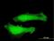 Myotrophin antibody, H00136319-B03P, Novus Biologicals, Immunocytochemistry image 