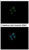 ABL Proto-Oncogene 1, Non-Receptor Tyrosine Kinase antibody, NBP2-15631, Novus Biologicals, Immunofluorescence image 