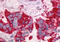 Neurotensin Receptor 1 antibody, MBS243849, MyBioSource, Immunohistochemistry frozen image 