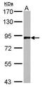 Amyloid-like protein 2 antibody, PA5-27586, Invitrogen Antibodies, Western Blot image 