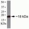 Adenylate Cyclase Activating Polypeptide 1 antibody, 39-6300, Invitrogen Antibodies, Western Blot image 