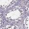 Frp antibody, HPA009712, Atlas Antibodies, Immunohistochemistry frozen image 