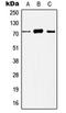 Histone Deacetylase 10 antibody, orb215314, Biorbyt, Western Blot image 