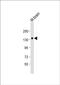 Neuronal Cell Adhesion Molecule antibody, PA5-49545, Invitrogen Antibodies, Western Blot image 