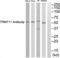 TRNA Methyltransferase 11 Homolog antibody, TA315701, Origene, Western Blot image 