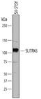 SLIT And NTRK Like Family Member 6 antibody, AF7317, R&D Systems, Western Blot image 