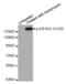 Eukaryotic Translation Initiation Factor 4 Gamma 1 antibody, STJ22122, St John