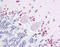 Wnt Family Member 7A antibody, TA317522, Origene, Immunohistochemistry frozen image 