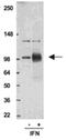 Transcription factor ISGF-3 components p91/p84 antibody, MBS565348, MyBioSource, Western Blot image 