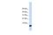 Glutaredoxin antibody, GTX45389, GeneTex, Western Blot image 