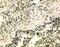 Interleukin 21 Receptor antibody, GTX13321, GeneTex, Immunohistochemistry frozen image 