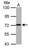Fermitin Family Member 2 antibody, NBP2-17059, Novus Biologicals, Western Blot image 