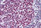 U1 small nuclear ribonucleoprotein A antibody, MBS245881, MyBioSource, Immunohistochemistry frozen image 