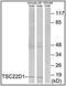 TSC22 Domain Family Member 1 antibody, AP32264PU-N, Origene, Western Blot image 