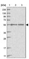 C2orf42 antibody, PA5-56874, Invitrogen Antibodies, Western Blot image 
