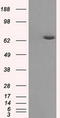 Histone Deacetylase 10 antibody, TA500750, Origene, Western Blot image 