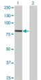 Exocyst Complex Component 3 antibody, H00011336-M01, Novus Biologicals, Western Blot image 